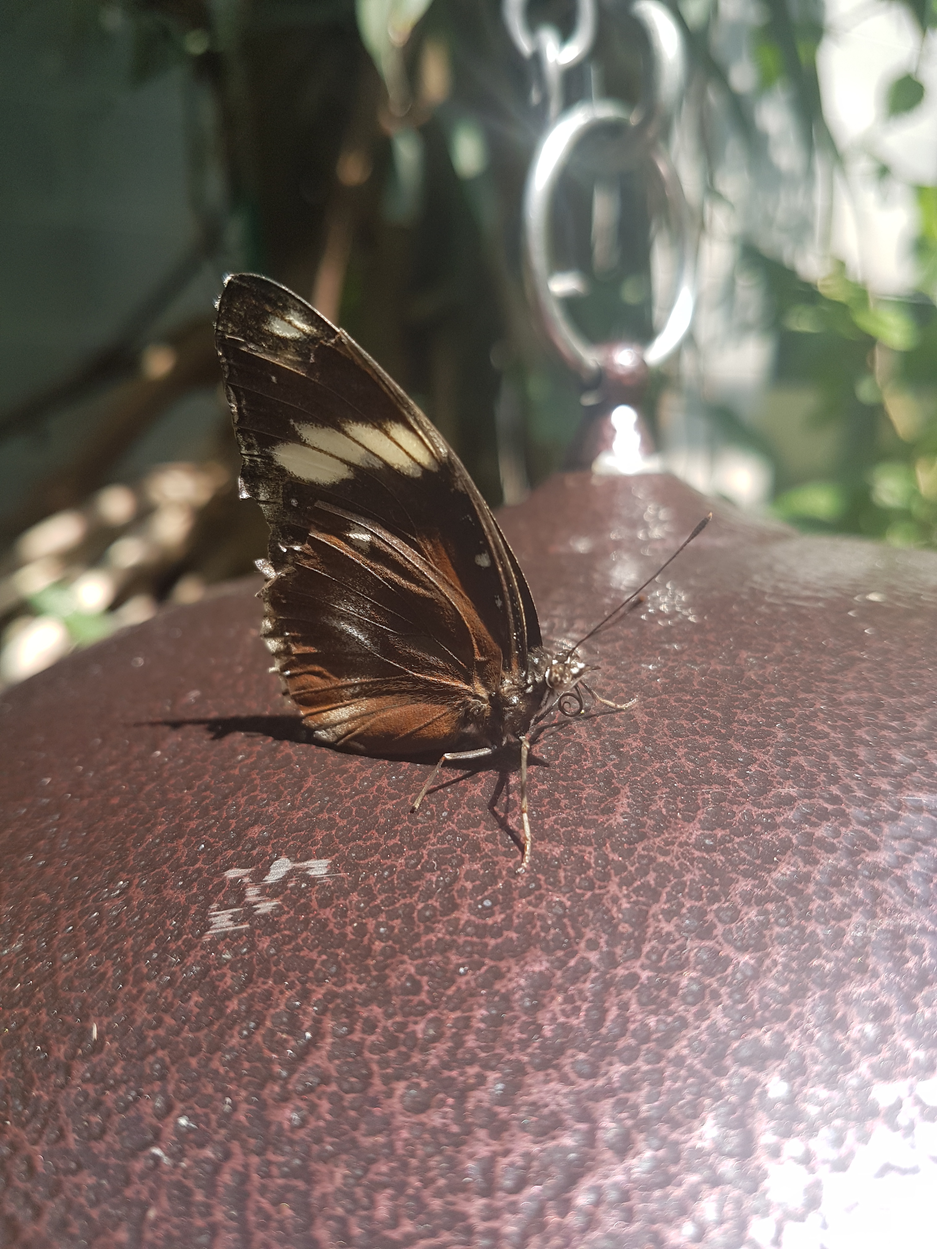 Butterflies of Egypt On July 29th @ 1pm my family and I travelled to Cambridge ON where we spent 2 great hours at the butterfly conservatory. On display...