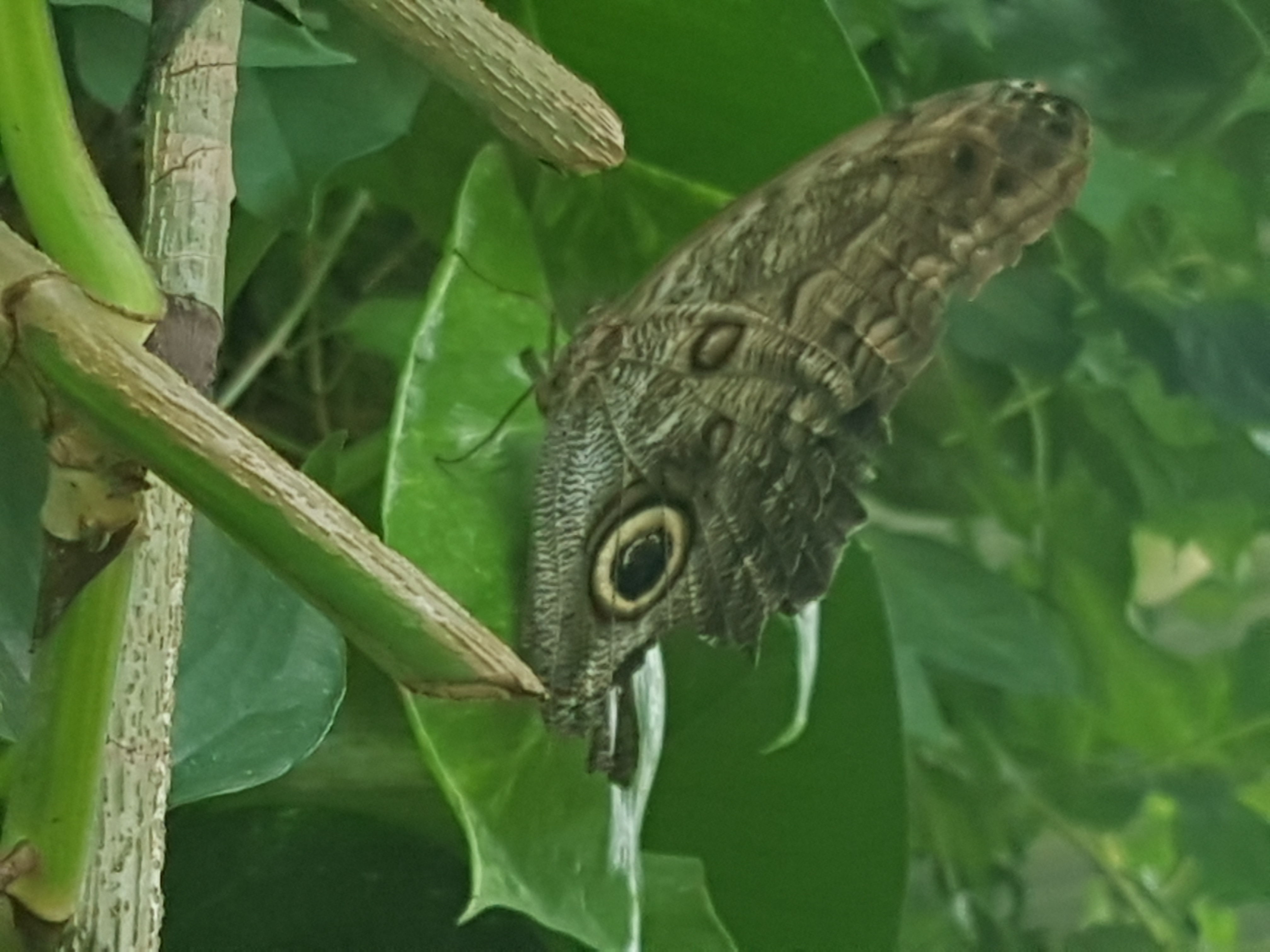 Butterflies of Egypt On July 29th @ 1pm my family and I travelled to Cambridge ON where we spent 2 great hours at the butterfly conservatory. On display...