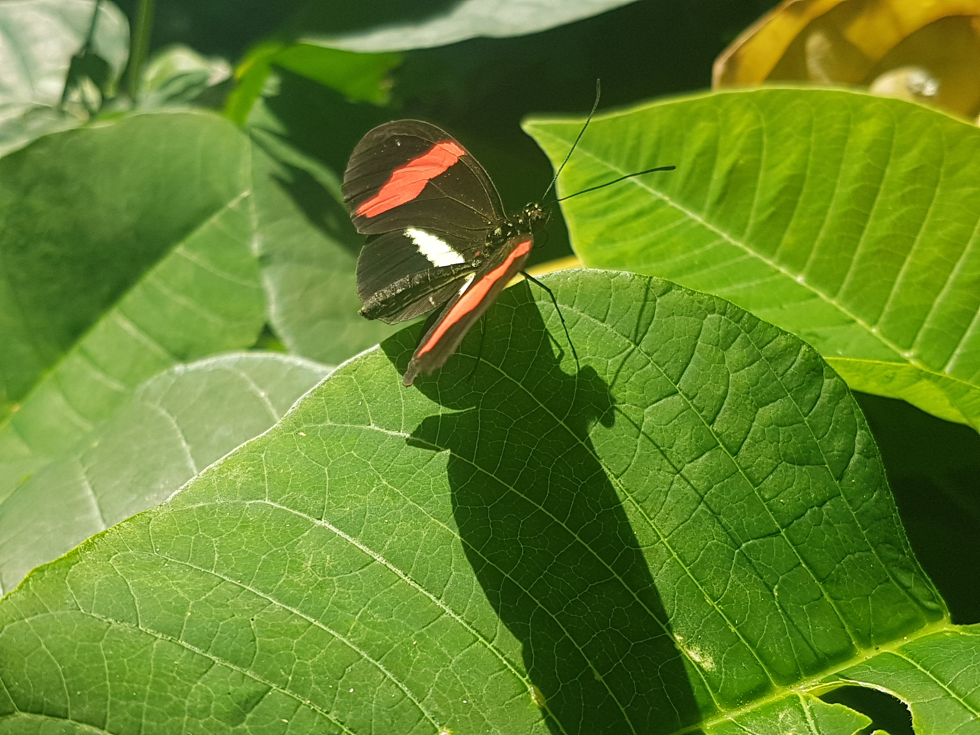 Butterflies of Egypt On July 29th @ 1pm my family and I travelled to Cambridge ON where we spent 2 great hours at the butterfly conservatory. On display...