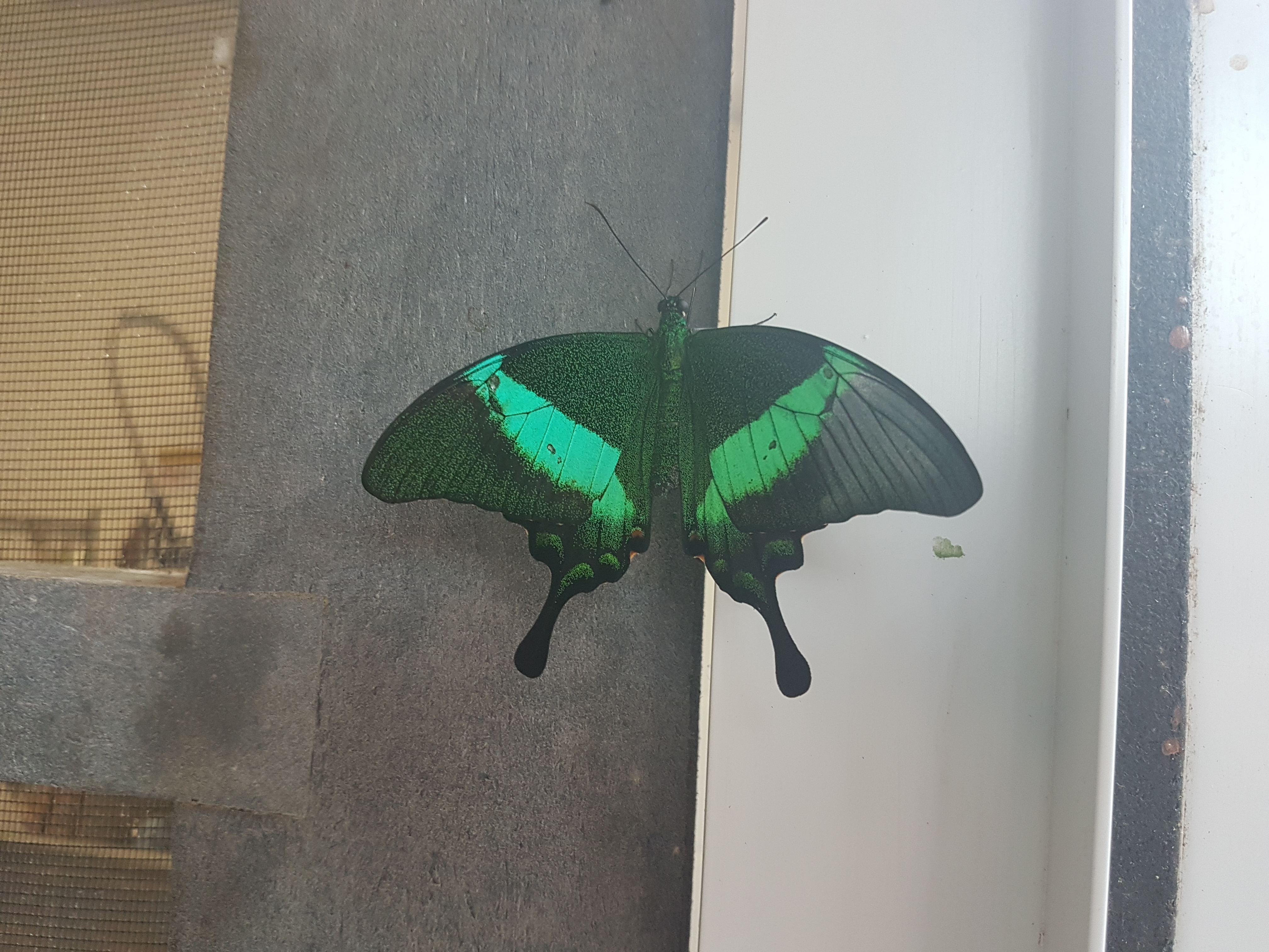 Butterflies of Egypt On July 29th @ 1pm my family and I travelled to Cambridge ON where we spent 2 great hours at the butterfly conservatory. On display...