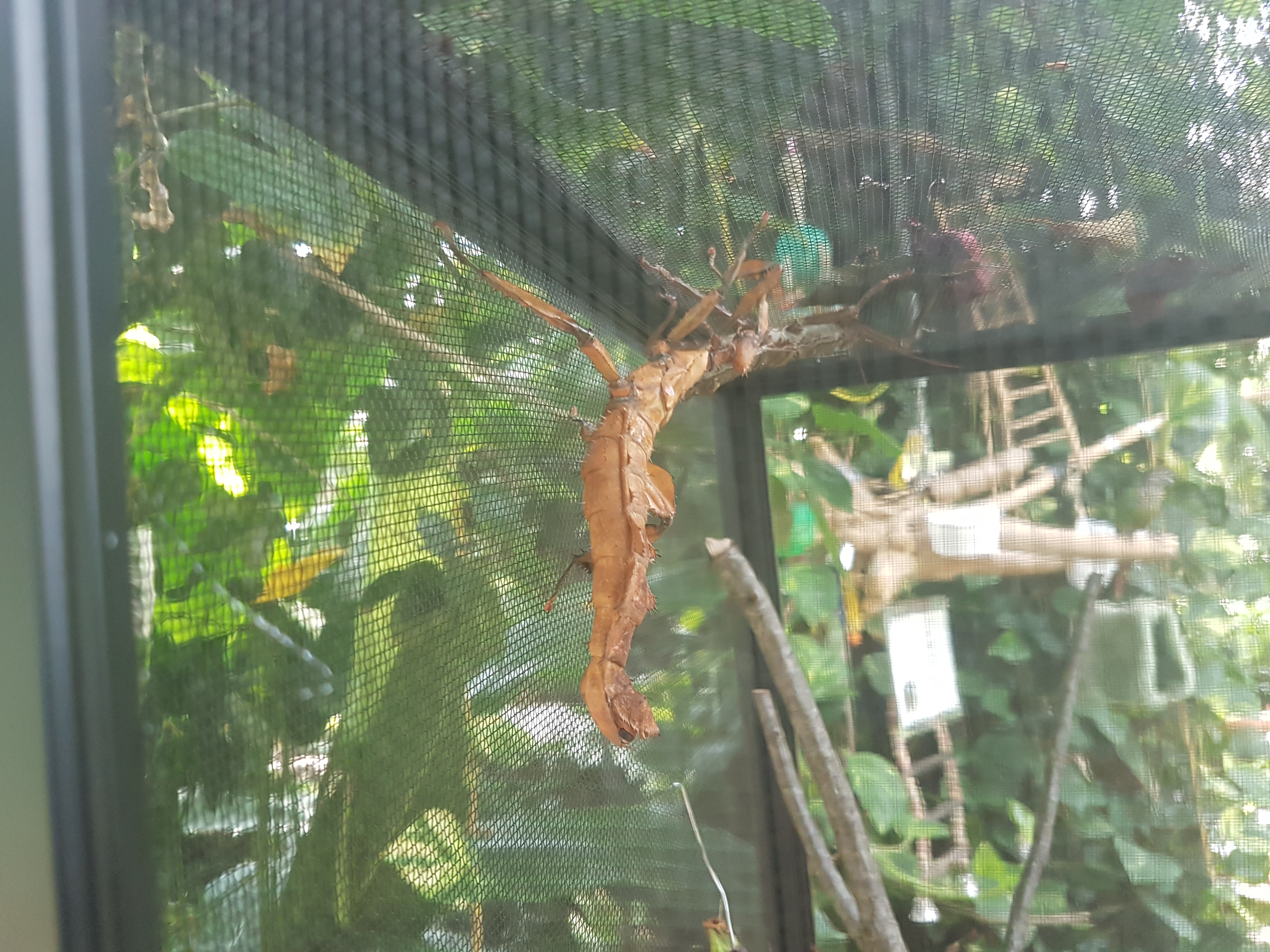 Butterflies of Egypt On July 29th @ 1pm my family and I travelled to Cambridge ON where we spent 2 great hours at the butterfly conservatory. On display...