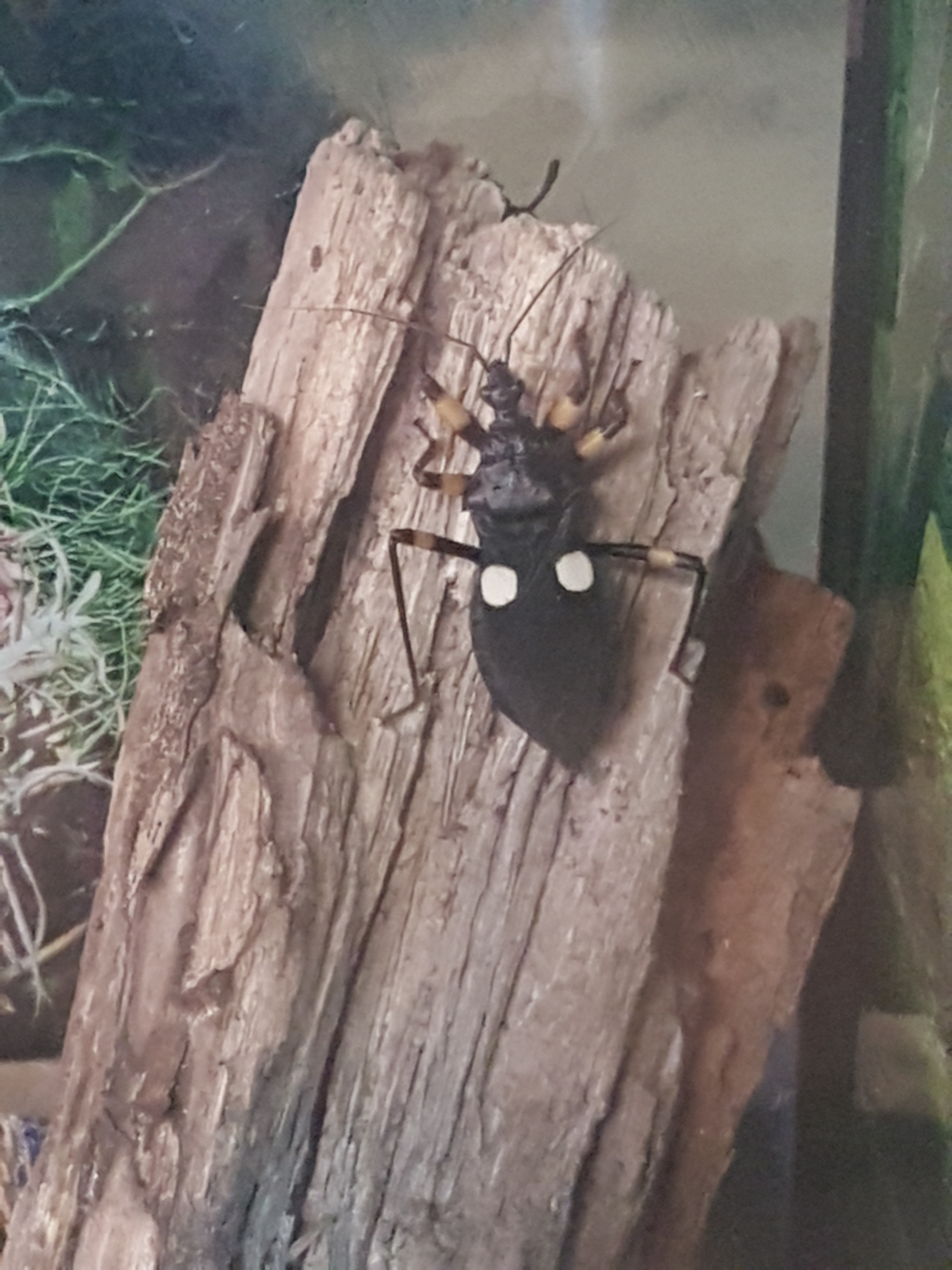 Butterflies of Egypt On July 29th @ 1pm my family and I travelled to Cambridge ON where we spent 2 great hours at the butterfly conservatory. On display...