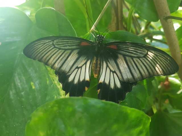 Butterflies of Egypt On July 29th @ 1pm my family and I travelled to Cambridge ON where we spent 2 great hours at the butterfly conservatory. On display...